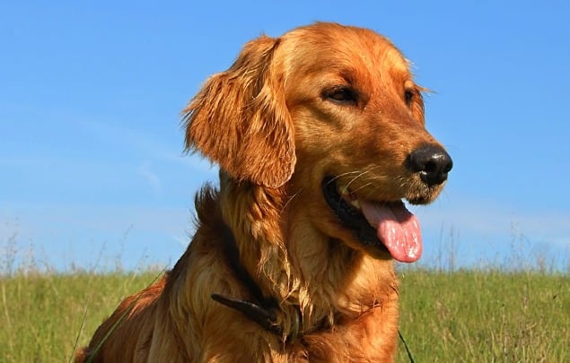 Golden Retriever: One of America’s Favorite Dog Breeds