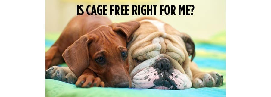 Cage Free, Sleepover Style Dog Boarding