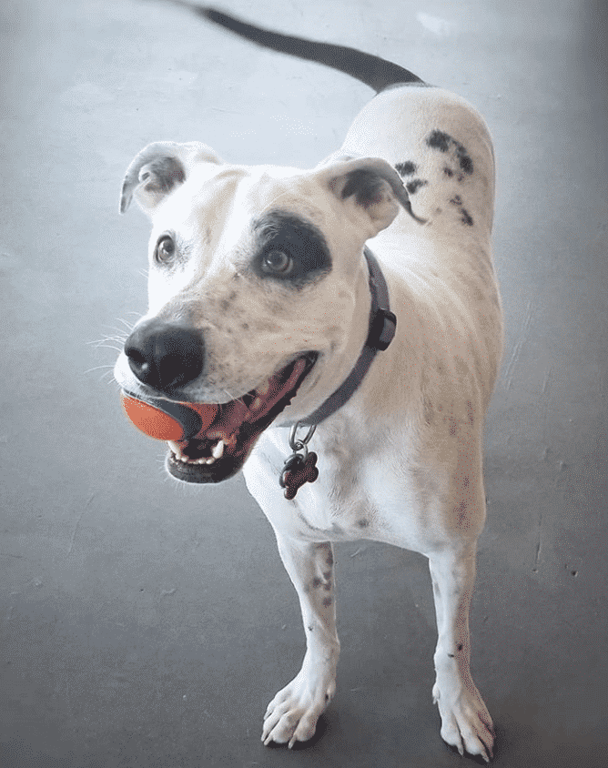 Dog DNA Testing – Results For Puddles