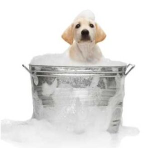 dog wash soapy dog