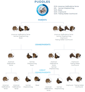 Dog dna test - puddles family tree
