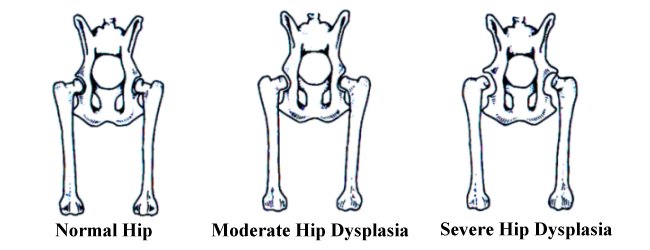 canine hip dysplasia examples