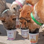 PuppyScoops - Ice Cream Mix - Image 7