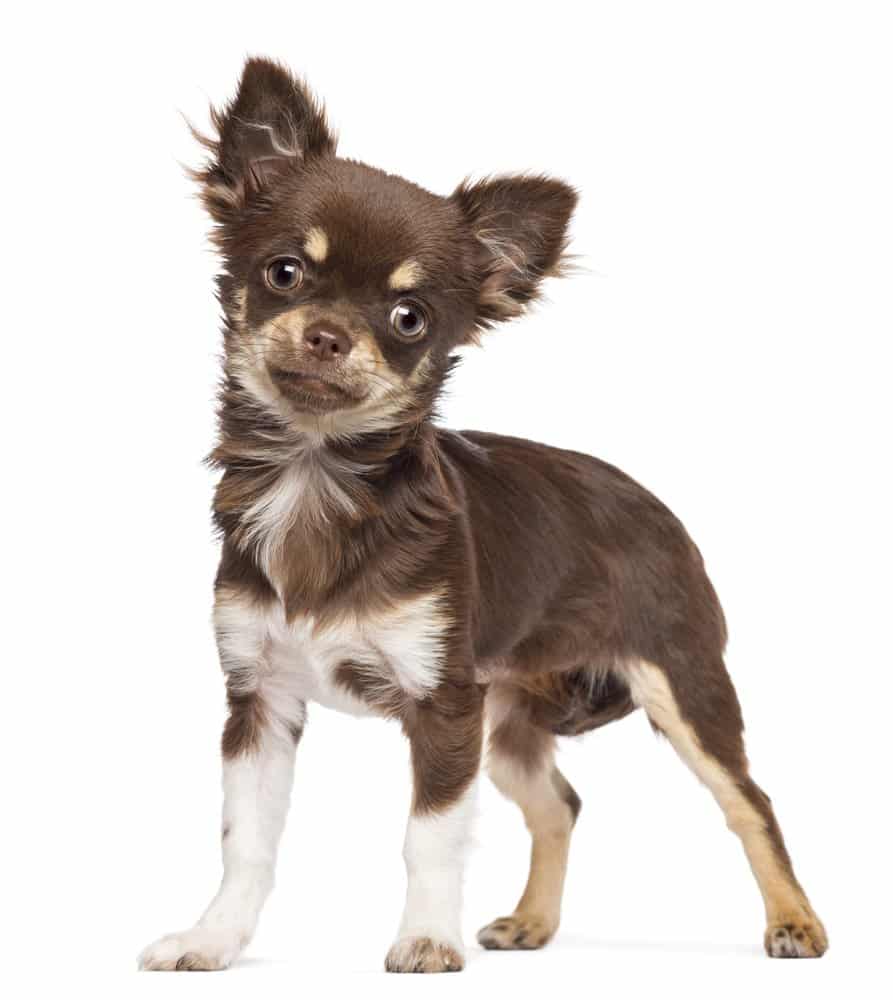 Chihuahua Dog Breed Information, Characteristics & Facts