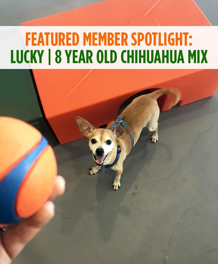 Featured Member Spotlight: Meet Lucky!