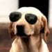 Glaucoma dog with glasses