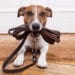 Dog exercise leash