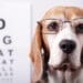 Progressive retinal atrophy in dogs