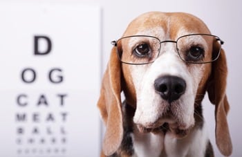 Is my dog predisposed to Progressive Retinal Atrophy?