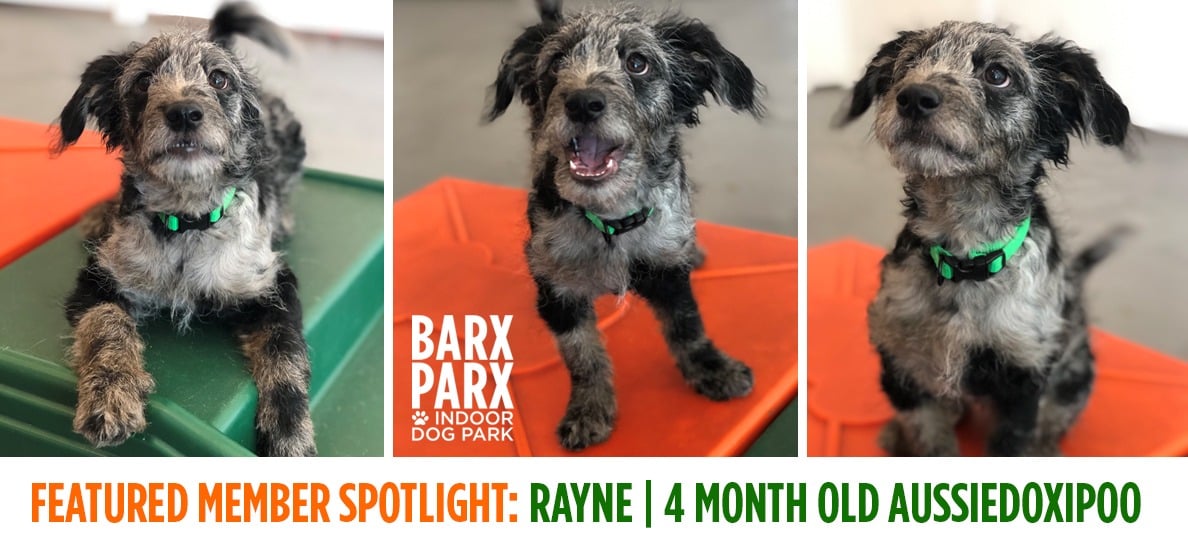 Featured Member Spotlight: Meet Rayne!