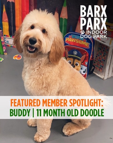 Featured Member Spotlight: Meet Buddy!