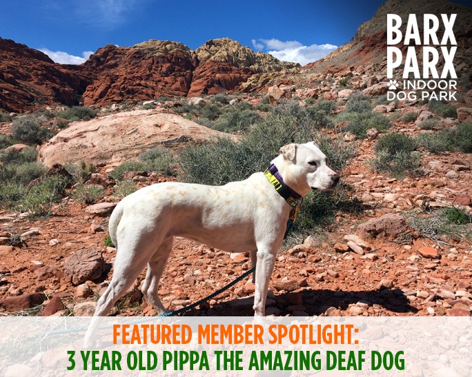 Featured Member Spotlight: Meet Pippa the Amazing Deaf Dog!