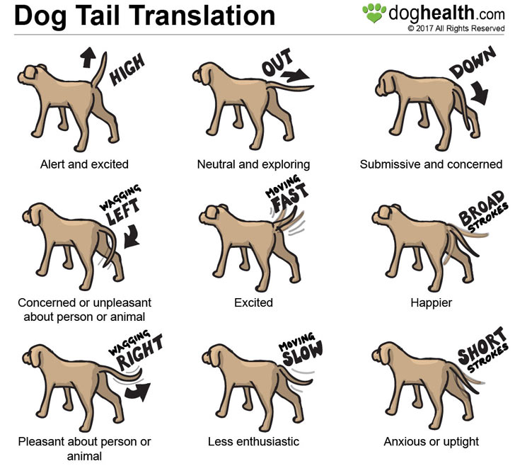 Dog tail position and movement diagram