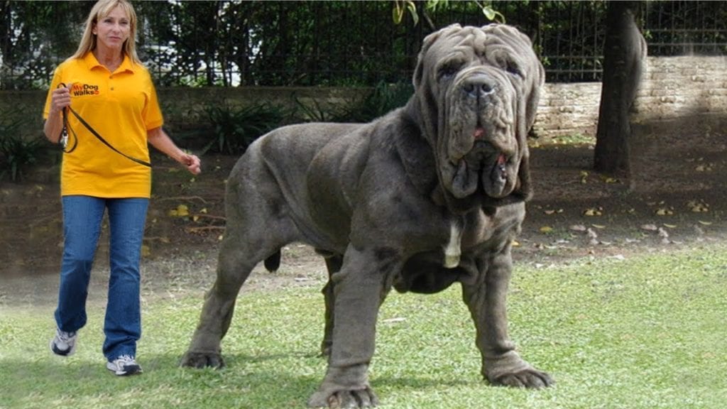 Dog facts largest dog