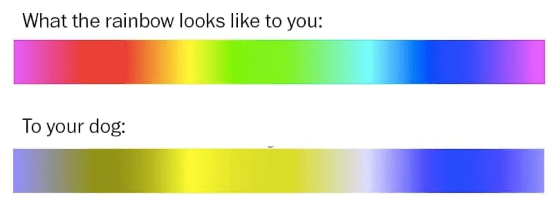 dog facts color spectrum