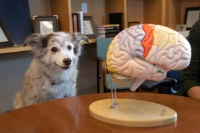 Brain games for dogs