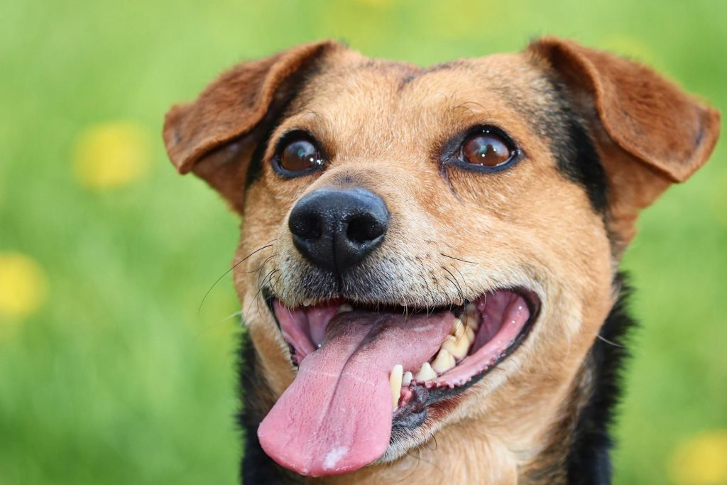 Coronavirus and your dog: Everything you need to know
