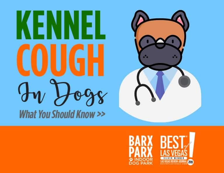 Kennel Cough Everything You Need To Know