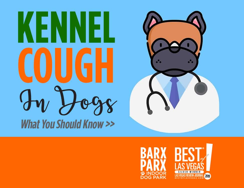 Kennel Cough: Everything You Need To Know
