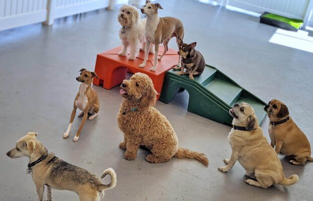 10 Things to Ask When Selecting A Dog Care Facility