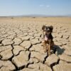 5 Things To Do With Your Dog In The Summer Heat