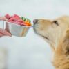 What does the science say about your dog’s diet?