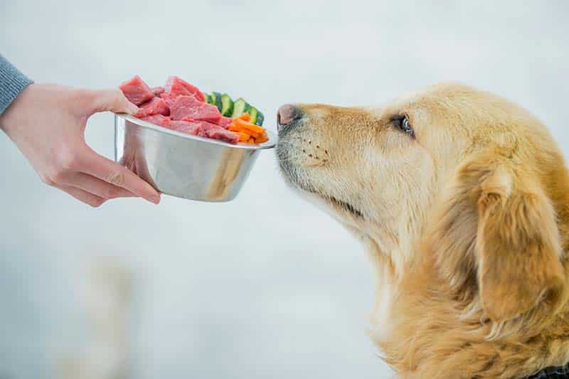 What does the science say about your dog’s diet?