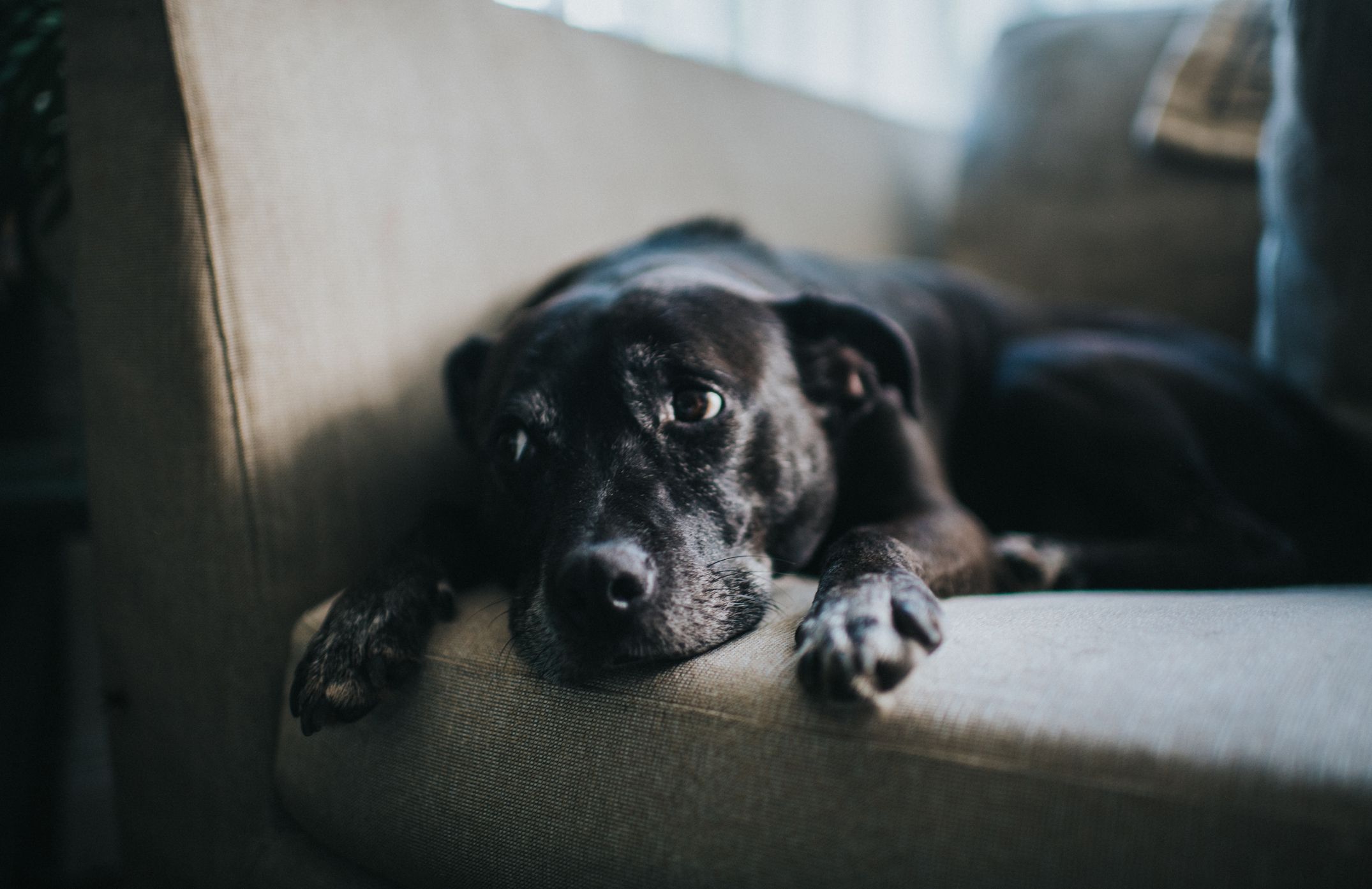 Canine Depression: Is your dog depressed?