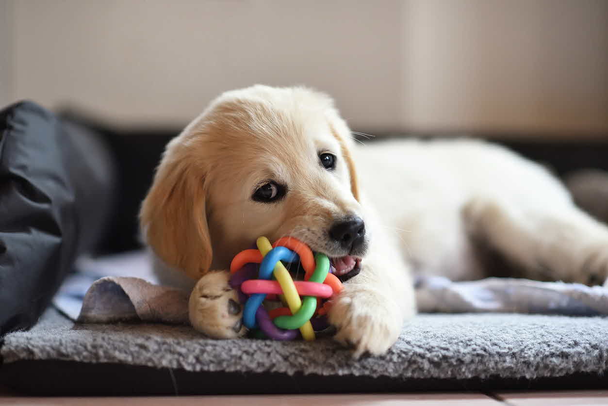 Have a Puppy?