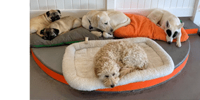 Kennel-Free Boarding