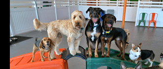 Enriching Dog Daycare