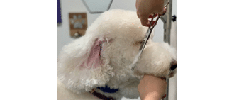 Luxury Grooming