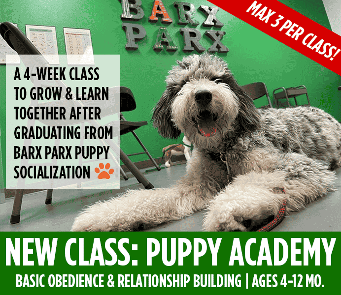 Puppy academy