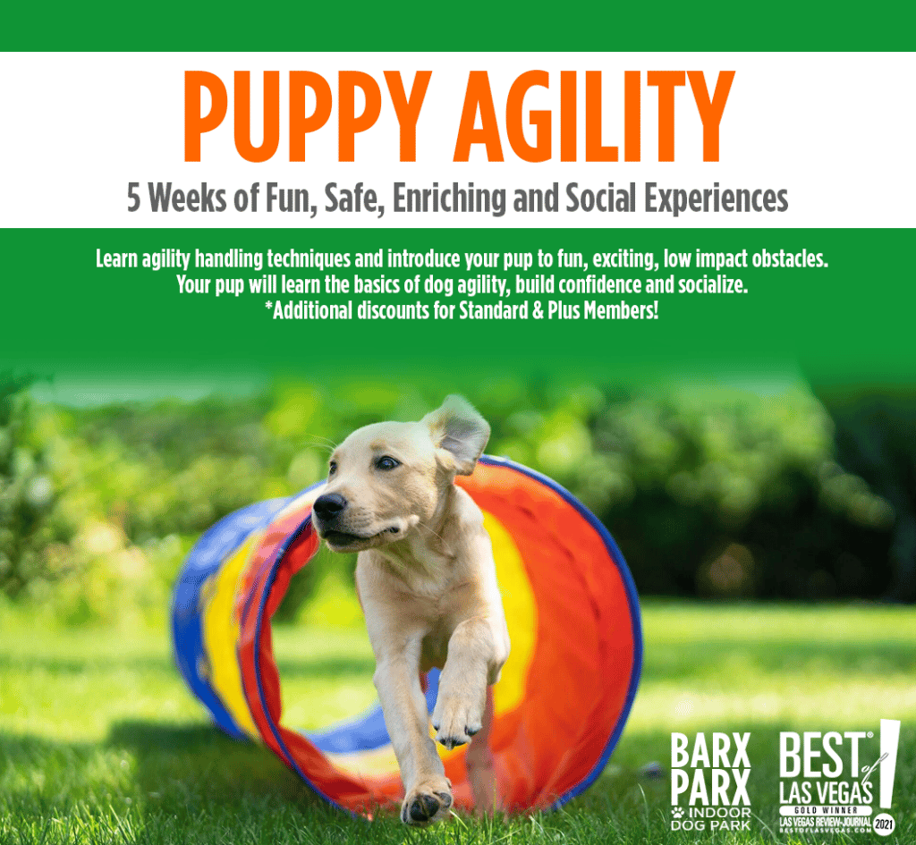 Puppy agility 1