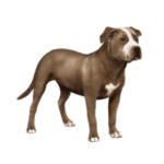 American pit bull terrier color 300x300 1