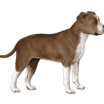 American staffordshire terrier color small file 300x240 1