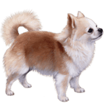 Chihuahua longhair color small file 300x240 1