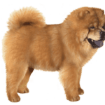 Chow chow color small file 300x240 1
