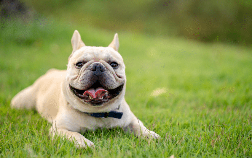 The Frenchie or French Bulldog: Breed Specific Traits