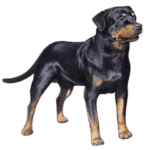 Rottweiler color small file 300x240 1