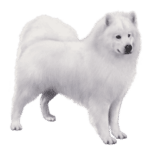 Samoyed color small file 300x240 1
