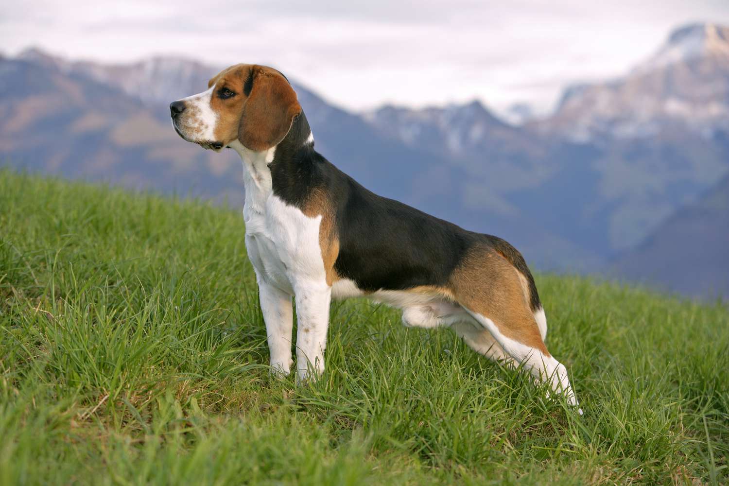 Do Beagles make good family dogs?