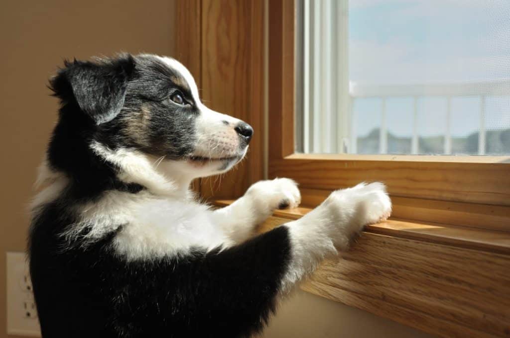 Canine Anxiety: Which dog breeds are most anxious?
