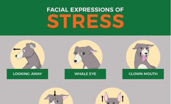 Canine Anxiety: Is my dog stressed out?