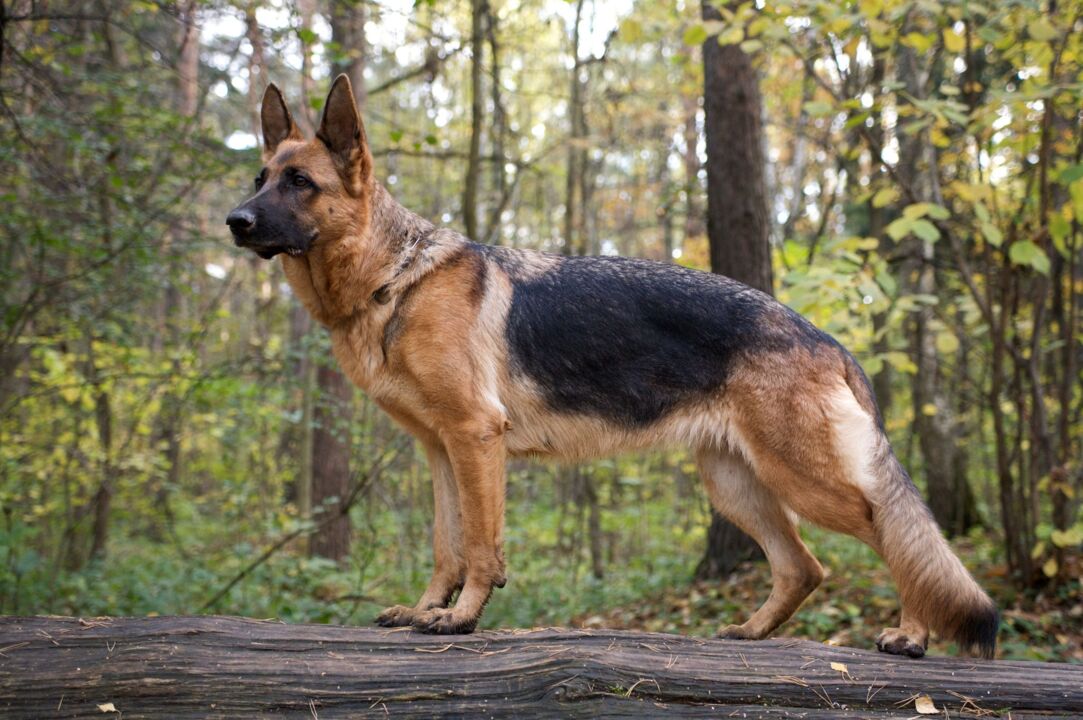 German Shepherd Dogs: Breed summary