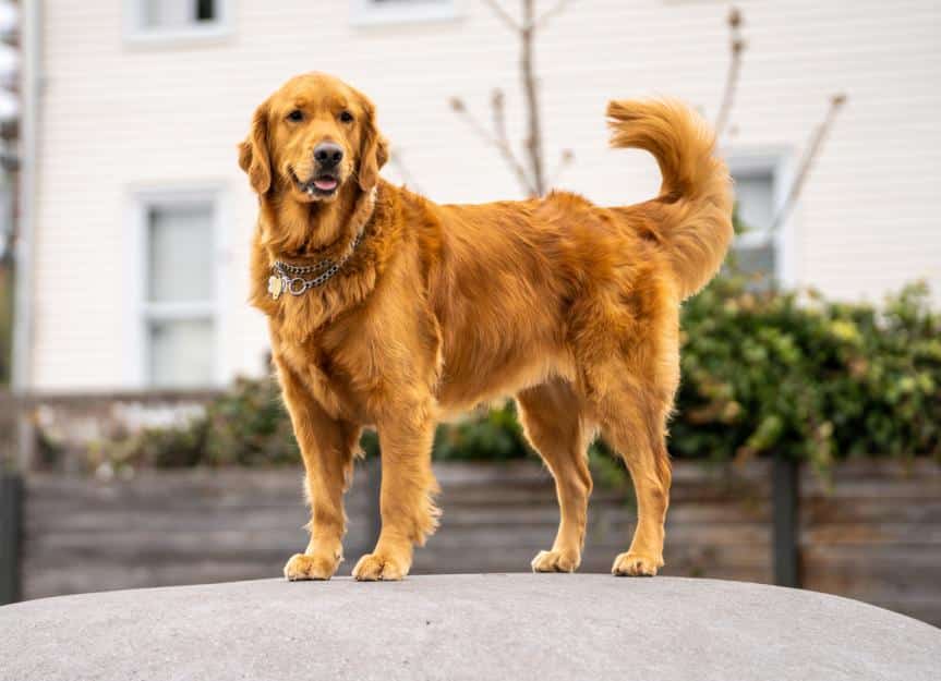 Everything you need to know about Golden Retrievers