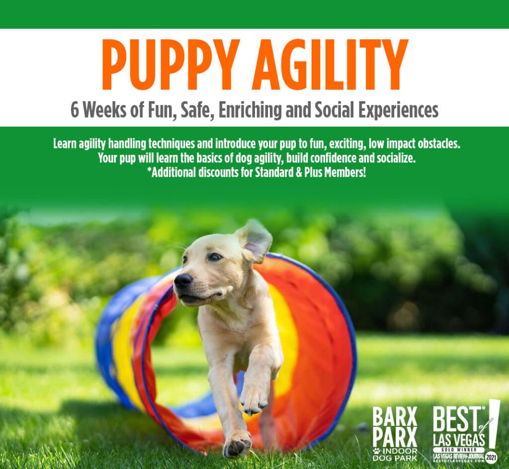 Puppy agility