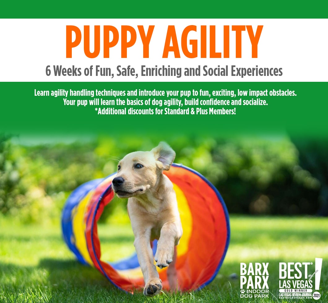 Puppy Agility Training 6 Week Class
