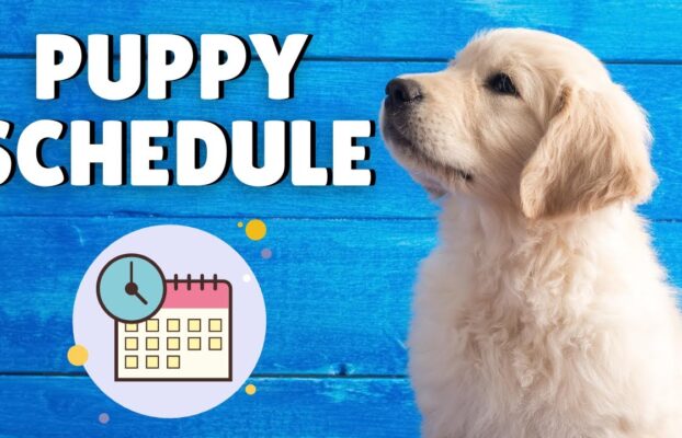 Puppy Schedule: Create a routine for your new puppy
