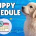 Puppy schedule